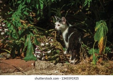 Close-up Of A Cute Kitten Looking Next Vegetation Like In A Hunt, In The Courtyard Of Small Farm Near Elvas. A Gracious Star-shaped Fortress City On The Easternmost Frontier Of Portugal.