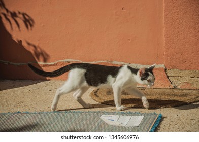 Close-up Of A Cute Kitten Walking Like In A Hunt Next A Colorful Wall, In The Courtyard Of Small Farm Near Elvas. A Gracious Star-shaped Fortress City On The Easternmost Frontier Of Portugal.