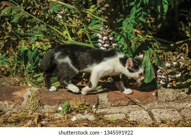 Close-up Of A Cute Kitten Walking Next Vegetation Like In A Hunt, In The Courtyard Of Small Farm Near Elvas. A Gracious Star-shaped Fortress City On The Easternmost Frontier Of Portugal.