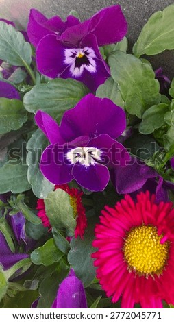 Close-up of a cute ladybug on bright pink daisy flowers in a spring garden