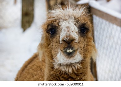 Closeup Of Cute Lama Face Smiling With Teeth