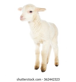 Closeup of cute lamb on the white background
