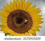 A closeup of a cute little bee on a beautiful sunflower with long yellow petals under a cloudy sky