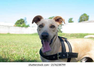 Closeup Of Cute Mutt Dog In Beautiful Sunny Day. Typical Brazilian Dog Turns Can In Leisure Time.