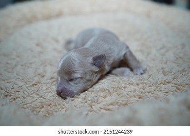 A Closeup Of A Cute Newborn Baby Dog