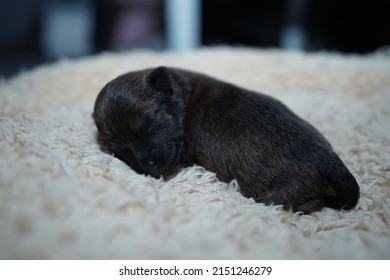 A Closeup Of A Cute Newborn Baby Dog