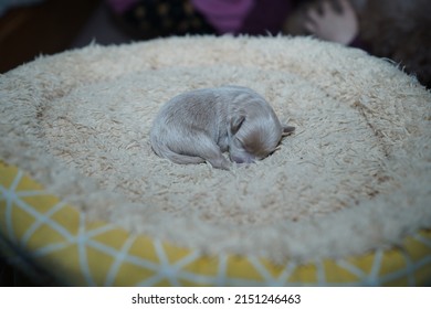 A Closeup Of A Cute Newborn Baby Dog