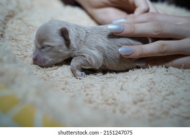 A Closeup Of A Cute Newborn Baby Dog