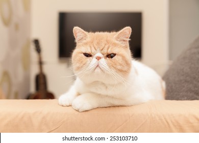 Short Haired Exotic Cat Images Stock Photos Vectors Shutterstock