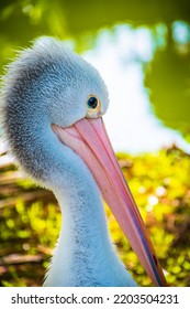 Closeup Cute Pelican At Park