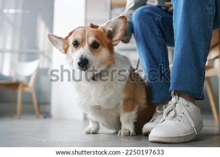 Close-up of cute pet sitting by legs of his owner wearing blue jeans and white gumshoes while waiting for veterinarian in clinics