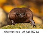 Close-up of a cute plain rain frog (Breviceps fuscus), also known as a black rain frog or Tsitsikamma rain frog