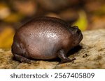 Close-up of a cute plain rain frog (Breviceps fuscus), also known as a black rain frog or Tsitsikamma rain frog