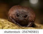 Close-up of a cute plain rain frog (Breviceps fuscus), also known as a black rain frog or Tsitsikamma rain frog