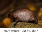 Close-up of a cute plain rain frog (Breviceps fuscus), also known as a black rain frog or Tsitsikamma rain frog