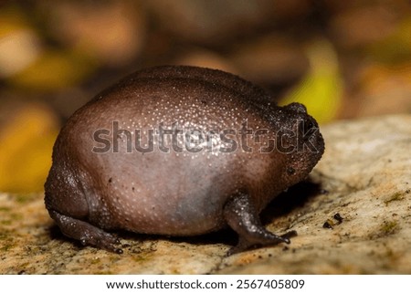 Close-up of a cute plain rain frog (Breviceps fuscus), also known as a black rain frog or Tsitsikamma rain frog