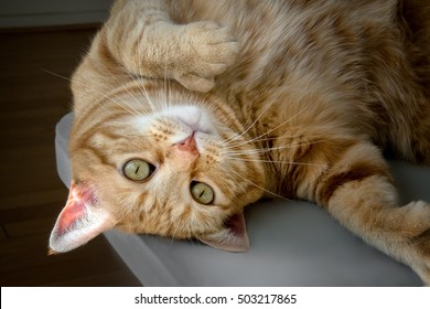 Closeup Of Cute Polydactyl Orange Cat Looking At Camera Showing Extra Toes