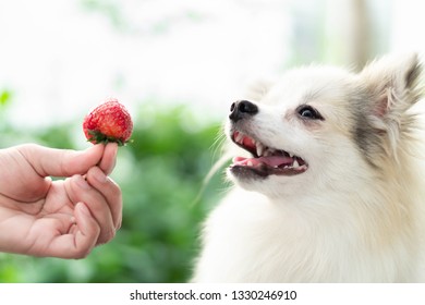 can maltese eat strawberries