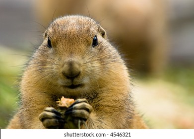 629 Prarie dog Images, Stock Photos & Vectors | Shutterstock