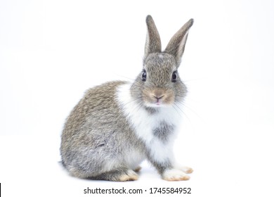 Close-up of a cute rabbit in a white scene Turn to look at the front