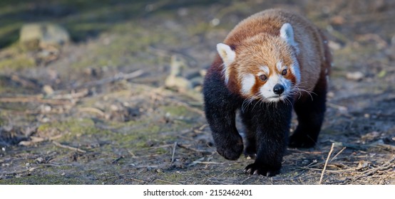 A Closeup Of A Cute Red Panda With Black Legs Walking In A Field