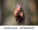 A closeup of a cute red squirrel leaping in the air