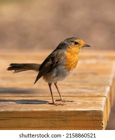 A Close-up Of A Cute Robin Bird Perched On The Wood Under The Sunlight