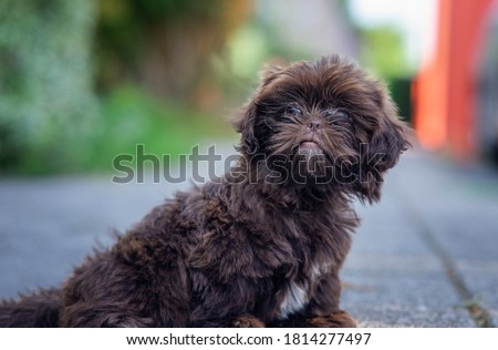 A closeup of a cute Shih-Poo dog