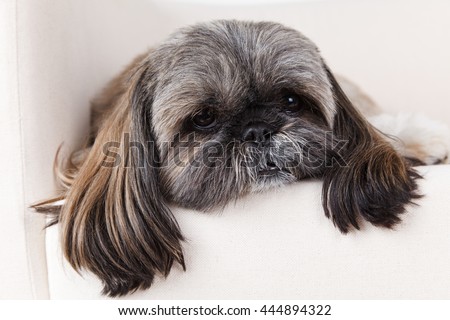 Closeup of a cute shih-tzu dog