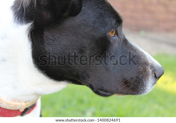 Closeup Cute Short Haired Border Collie Stock Photo Edit Now