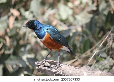 A closeup of a cute superb starling bird perched on the branch of a tree - Powered by Shutterstock