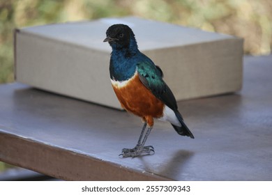 A closeup of a cute superb starling bird perched on the table - Powered by Shutterstock