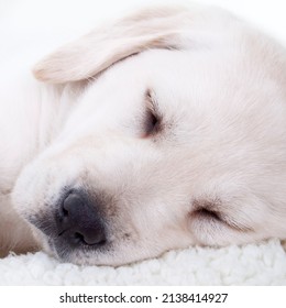 Closeup Of Cute Tired Labrador Retriever Puppy Dog Sleeping In Dog Bed With Pillow Blanket. Close Up Of Adorable Yellow Lab Face With Eyes Closed For Sleep Nap. Animal Surgery Or Adoption