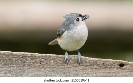 Closeup of a cute tufted titmouse with a sunflower seed in its beak
