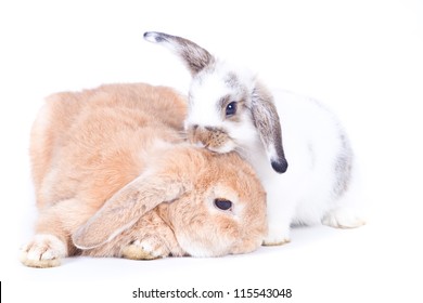 Closeup of  cute two holland lop rabbit  take care of each  other on  white background, Love concepts