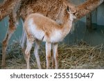 A closeup of a cute Vicuna, baby Lama vicugna next to its mom captured eating dry grass in a zoo