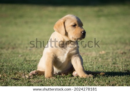 Similar – Small, blond Labrador puppy sits on a lawn in the grass and looks into the distance