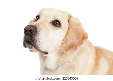 Closeup Of A Cute Yellow Labrador Retriever Dog Looking Up And To The Side