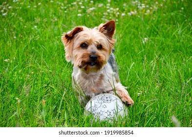 A Closeup Of A Cute Yorkshire Terrier Dog Playing With A Ballon A Green Meadow