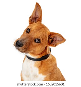 Closeup Of Cute Young Brown And White Mixed Breed Dog Looking Forward With Attention And Tilting Head To Listen