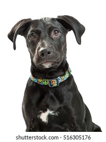 Closeup Of Cute Young Labrador Retriever Dog With Black Coat Wearing Colorful Peace Sign Collar