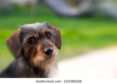 Dachshund Poodle Mix Hd Stock Images Shutterstock