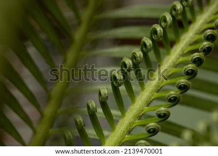 close-up of cycad leaves in the background