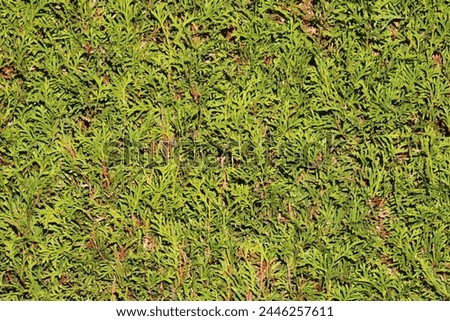 Closeup of Cypress or Cupressus evergreen trees uncut light to dark green scale like leaves growing in form of hedge on warm sunny spring day
