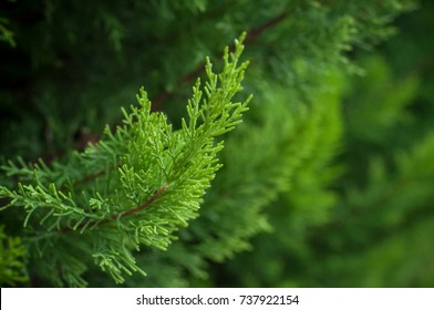 Cypress Hd Stock Images Shutterstock