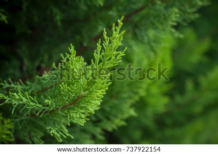 closeup of cypress tree branch in the hedge in garden