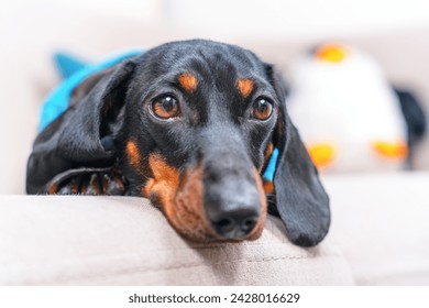 A close-up of a dachshund dog resting on a sofa, wearing a blue t-shirt, with a soft plush toy in the background. Puppy is sad alone at home - Powered by Shutterstock