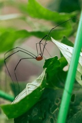 Closeup Of A Daddy Long Legged Spider
