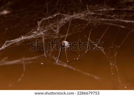 Close-up of a daddy long legs spider carrying eggs, wrapped in silk, in its jaws 