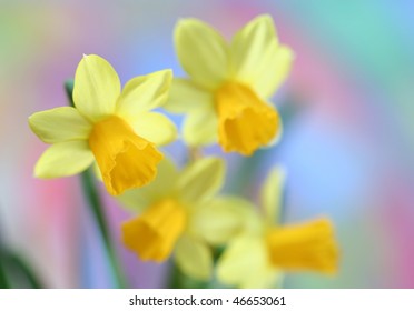 Close-up of daffodils